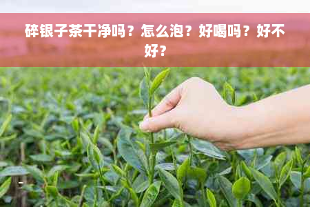 碎银子茶干净吗？怎么泡？好喝吗？好不好？