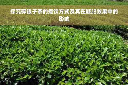 探究碎银子茶的煮饮方式及其在减肥效果中的影响