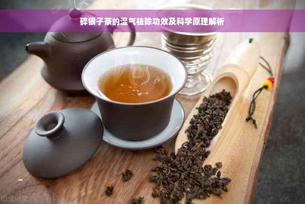 碎银子茶的湿气祛除功效及科学原理解析