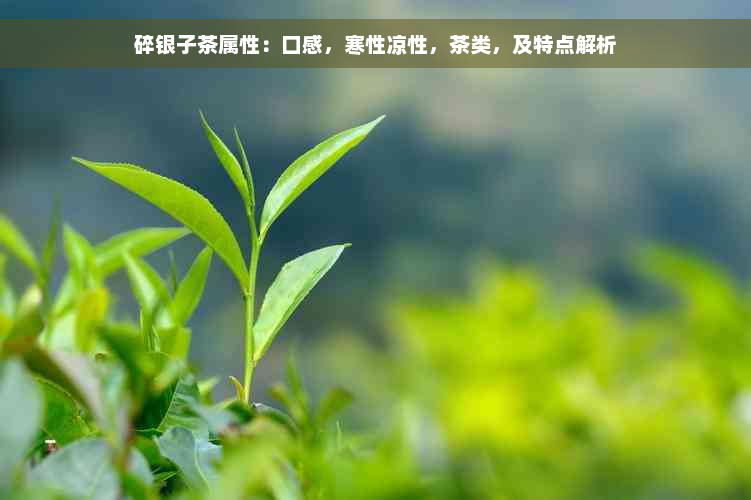 碎银子茶属性：口感，寒性凉性，茶类，及特点解析