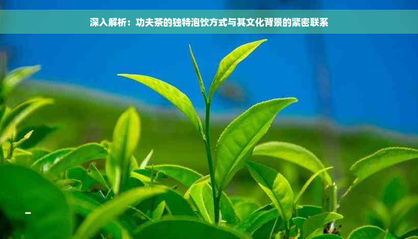 深入解析：功夫茶的独特泡饮方式与其文化背景的紧密联系