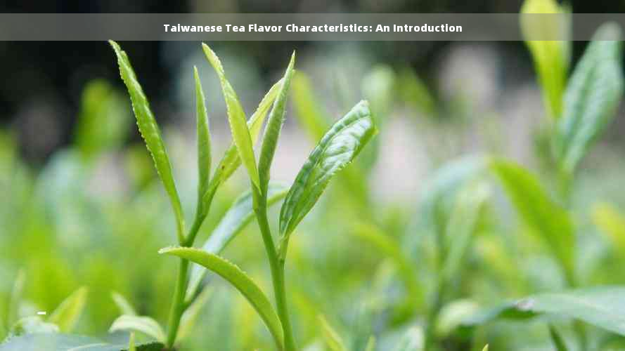 Taiwanese Tea Flavor Characteristics: An Introduction