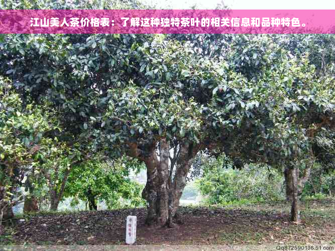 江山美人茶价格表：了解这种独特茶叶的相关信息和品种特色。