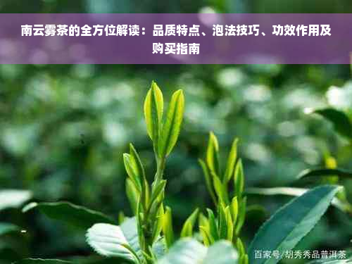 南云雾茶的全方位解读：品质特点、泡法技巧、功效作用及购买指南