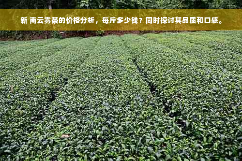 新 南云雾茶的价格分析，每斤多少钱？同时探讨其品质和口感。