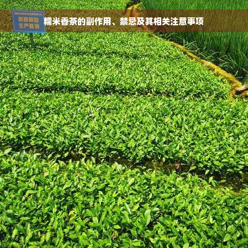 糯米香茶的副作用、禁忌及其相关注意事项