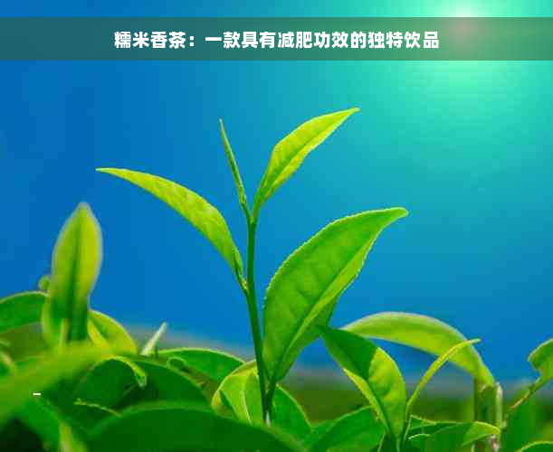 糯米香茶：一款具有减肥功效的独特饮品