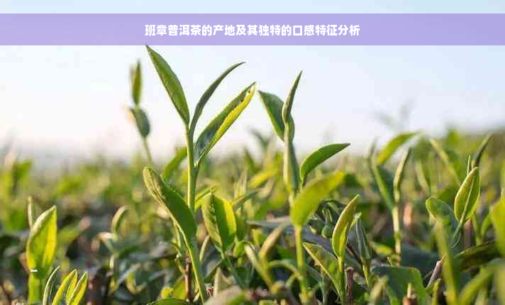 班章普洱茶的产地及其独特的口感特征分析