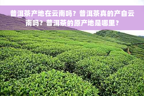 普洱茶产地在云南吗？普洱茶真的产自云南吗？普洱茶的原产地是哪里？