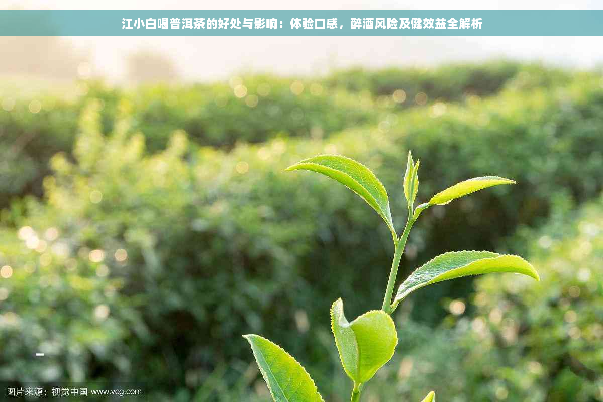 江小白喝普洱茶的好处与影响：体验口感，醉酒风险及健效益全解析