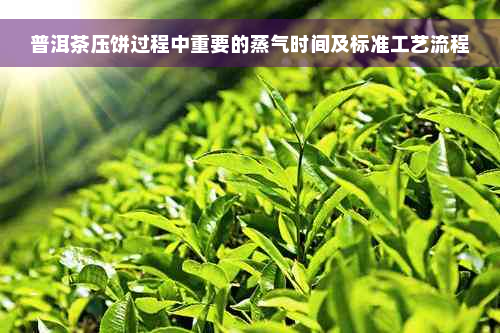 普洱茶压饼过程中重要的蒸气时间及标准工艺流程