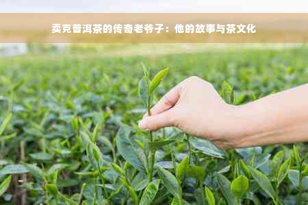 卖克普洱茶的传奇老爷子：他的故事与茶文化