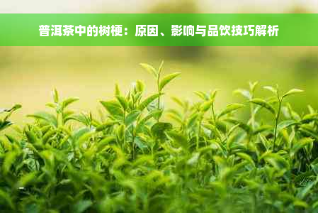 普洱茶中的树梗：原因、影响与品饮技巧解析