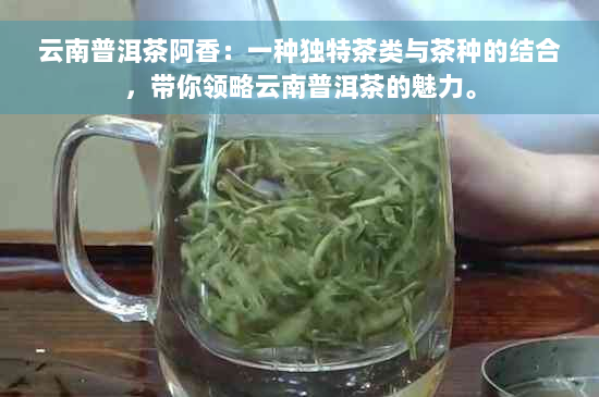 云南普洱茶阿香：一种独特茶类与茶种的结合，带你领略云南普洱茶的魅力。