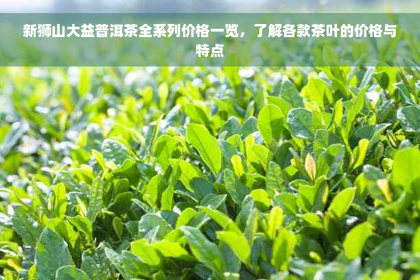 新狮山大益普洱茶全系列价格一览，了解各款茶叶的价格与特点