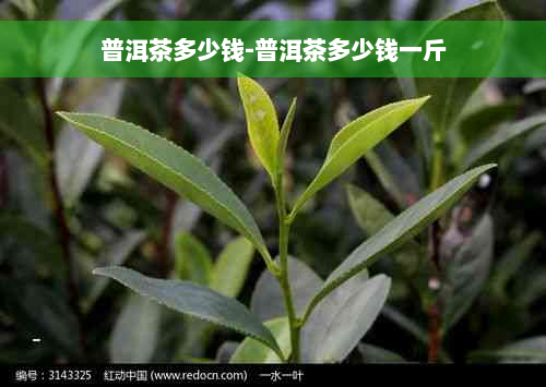 普洱茶多少钱-普洱茶多少钱一斤