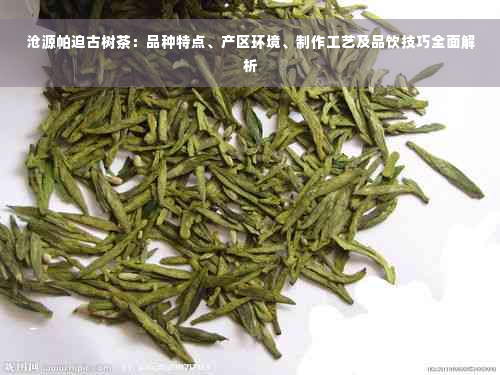 沧源帕迫古树茶：品种特点、产区环境、制作工艺及品饮技巧全面解析