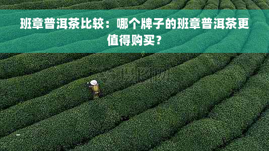 班章普洱茶比较：哪个牌子的班章普洱茶更值得购买？