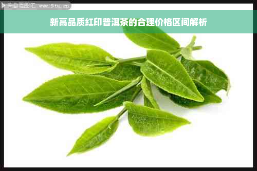 新高品质红印普洱茶的合理价格区间解析