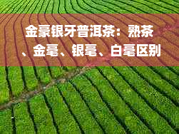 金豪银牙普洱茶：熟茶、金毫、银毫、白毫区别与价格