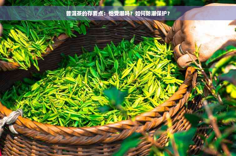 普洱茶的存要点：怕受潮吗？如何防潮保护？