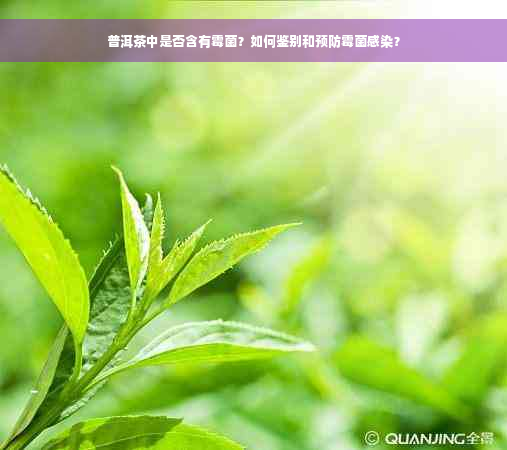 普洱茶中是否含有霉菌？如何鉴别和预防霉菌感染？