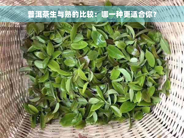 普洱茶生与熟的比较：哪一种更适合你？