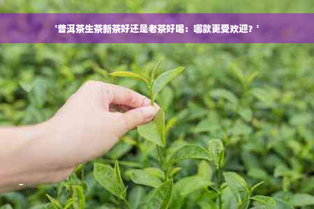 '普洱茶生茶新茶好还是老茶好喝：哪款更受欢迎？'