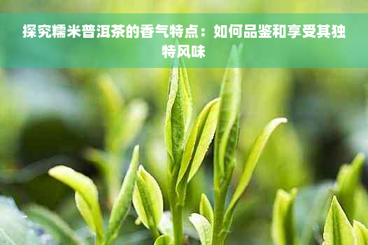 探究糯米普洱茶的香气特点：如何品鉴和享受其独特风味