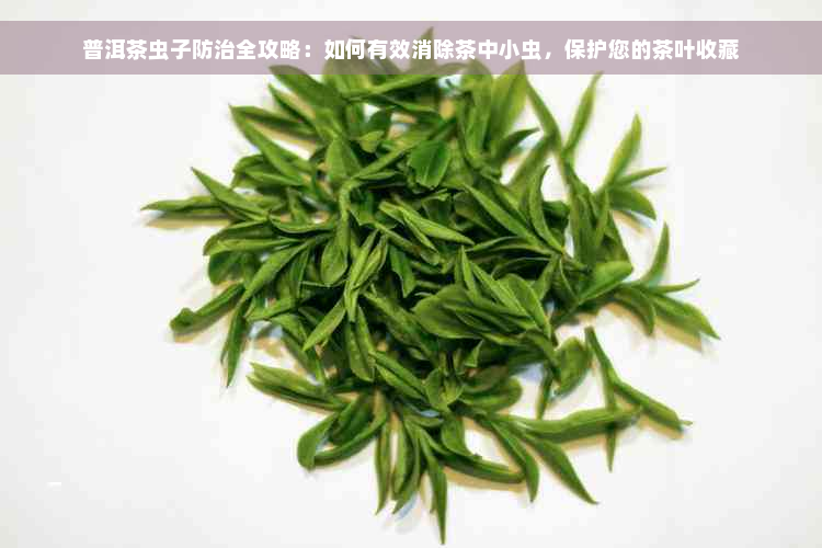 普洱茶虫子防治全攻略：如何有效消除茶中小虫，保护您的茶叶收藏