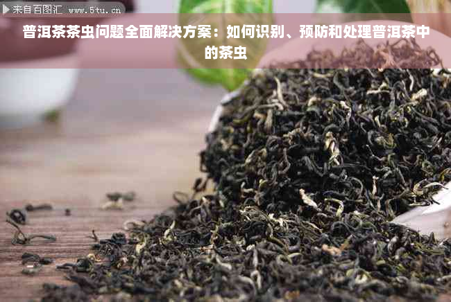 普洱茶茶虫问题全面解决方案：如何识别、预防和处理普洱茶中的茶虫