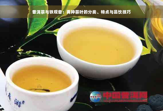 普洱茶与铁观音：两种茶叶的分类、特点与品饮技巧