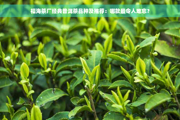 福海茶厂经典普洱茶品种及推荐：哪款最令人难忘？