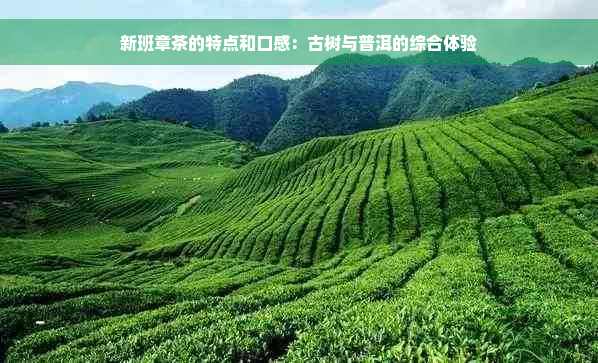 新班章茶的特点和口感：古树与普洱的综合体验