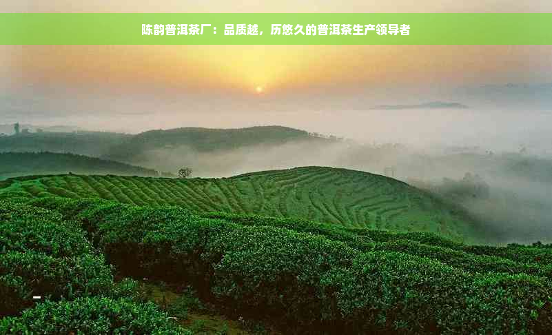 陈韵普洱茶厂：品质越，历悠久的普洱茶生产领导者