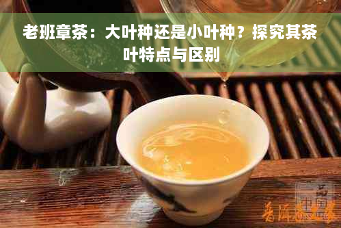 老班章茶：大叶种还是小叶种？探究其茶叶特点与区别