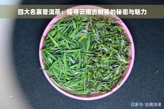 四大名寨普洱茶：探寻云南古树茶的秘密与魅力