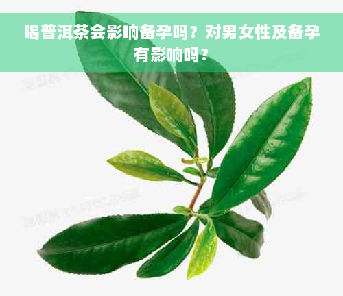 喝普洱茶会影响备孕吗？对男女性及备孕有影响吗？