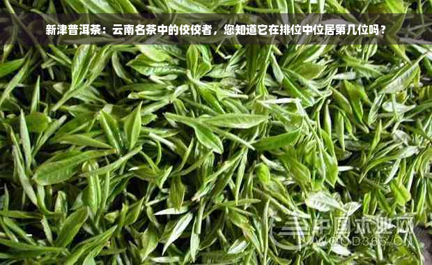 新津普洱茶：云南名茶中的佼佼者，您知道它在排位中位居第几位吗？