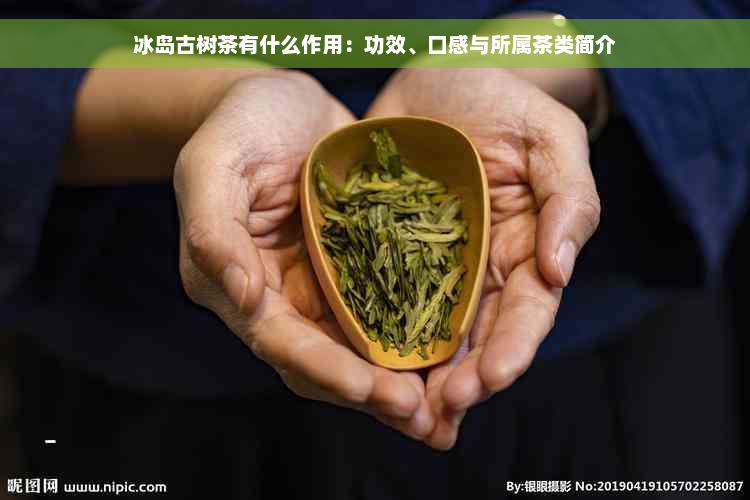 冰岛古树茶有什么作用：功效、口感与所属茶类简介