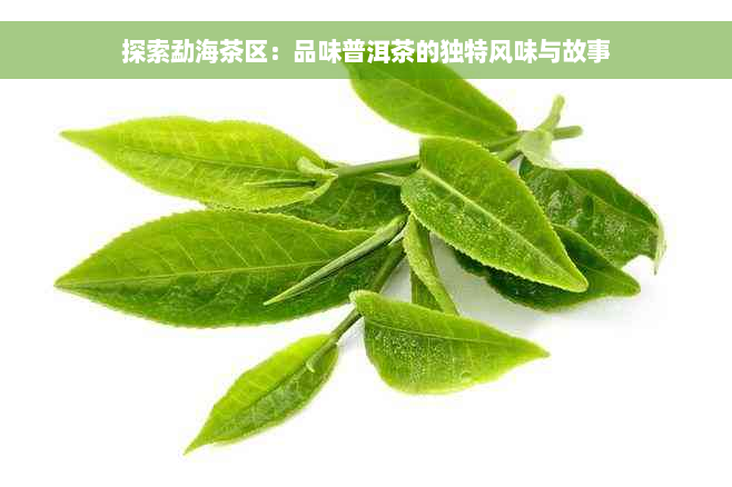 探索勐海茶区：品味普洱茶的独特风味与故事