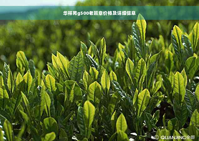 华祥苑g500老班章价格及详细信息