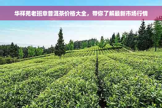 华祥苑老班章普洱茶价格大全，带你了解最新市场行情