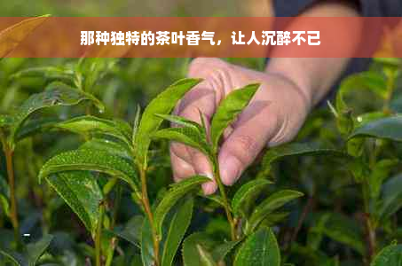 那种独特的茶叶香气，让人沉醉不已