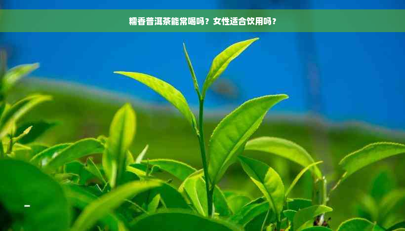 糯香普洱茶能常喝吗？女性适合饮用吗？