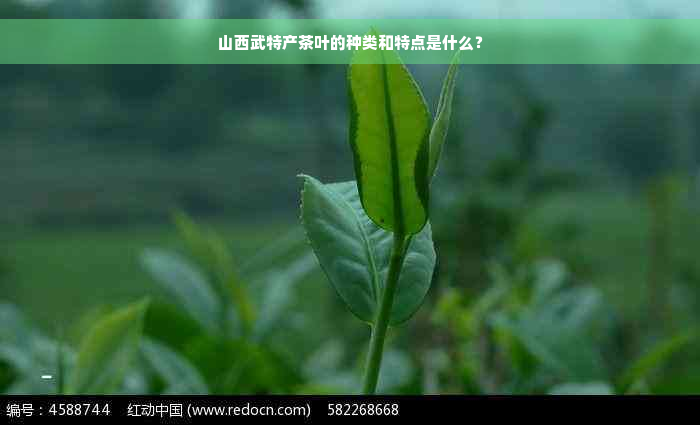 山西武特产茶叶的种类和特点是什么？