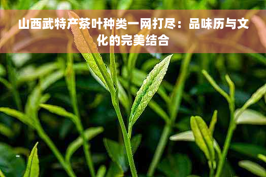 山西武特产茶叶种类一网打尽：品味历与文化的完美结合