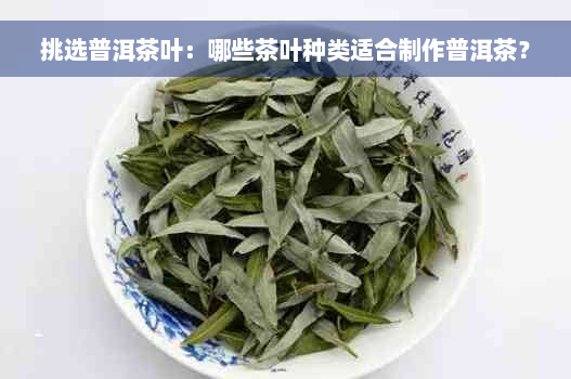 挑选普洱茶叶：哪些茶叶种类适合制作普洱茶？