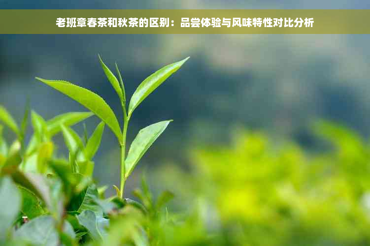 老班章春茶和秋茶的区别：品尝体验与风味特性对比分析