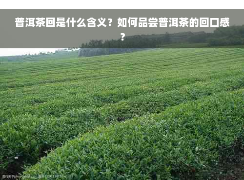 普洱茶回是什么含义？如何品尝普洱茶的回口感？